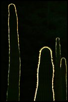 Backlit cactus. Organ Pipe Cactus  National Monument, Arizona, USA ( color)