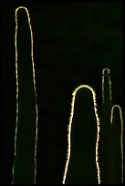 Backlit cactus. Organ Pipe Cactus  National Monument, Arizona, USA (color)