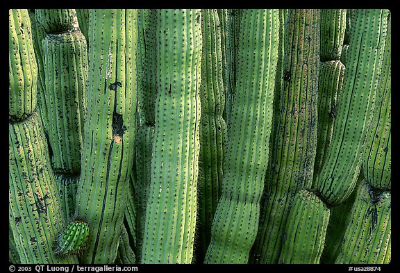 Detail of Organ Pipe Cactus. Organ Pipe Cactus  National Monument, Arizona, USA