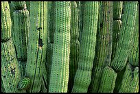 Detail of Organ Pipe Cactus. Organ Pipe Cactus  National Monument, Arizona, USA (color)