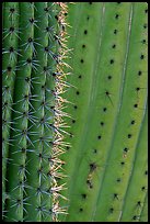 Detail of Organ Pipe Cactus. Organ Pipe Cactus  National Monument, Arizona, USA