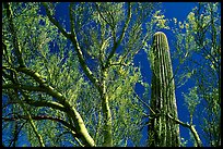 Paloverde and Cactus. Organ Pipe Cactus  National Monument, Arizona, USA