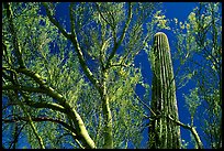 Paloverde and Cactus. Organ Pipe Cactus  National Monument, Arizona, USA (color)