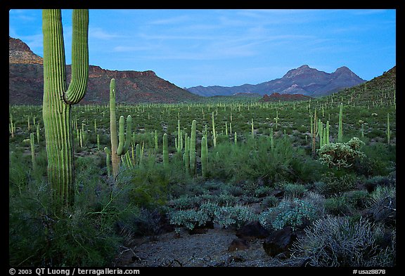 Cacti, Diablo Mountains, dusk. Organ Pipe Cactus  National Monument, Arizona, USA (color)