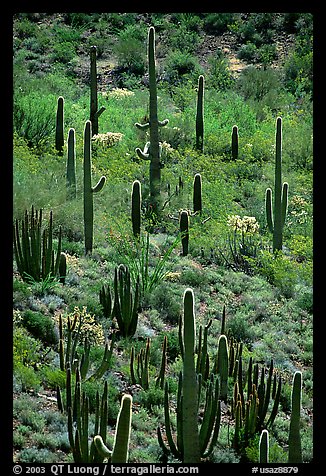 Cactus on hillside. Organ Pipe Cactus  National Monument, Arizona, USA