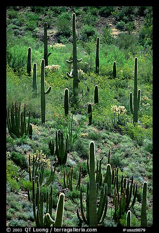 Cactus on hillside. Organ Pipe Cactus  National Monument, Arizona, USA (color)