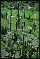 Cactus on hillside. Organ Pipe Cactus  National Monument, Arizona, USA (color)
