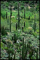 Cactus on hillside. Organ Pipe Cactus  National Monument, Arizona, USA