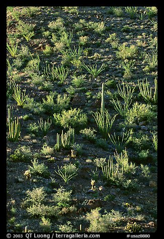 Ocotillo and cactus on a slope. Organ Pipe Cactus  National Monument, Arizona, USA (color)