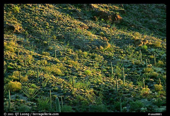 Saguaro and Ocotillo  on a slope. Organ Pipe Cactus  National Monument, Arizona, USA (color)