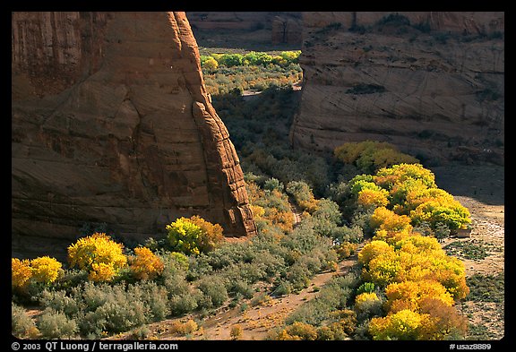 Cottonwoods in fall color and walls, White House Overlook. Canyon de Chelly  National Monument, Arizona, USA