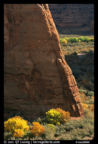 Cottonwoods in fall color and walls, White House Overlook. Canyon de Chelly  National Monument, Arizona, USA (color)