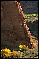 Cottonwoods in fall color and walls, White House Overlook. Canyon de Chelly  National Monument, Arizona, USA