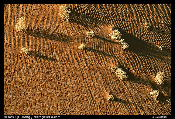 Bushes on sand dune. Canyon de Chelly  National Monument, Arizona, USA (color)