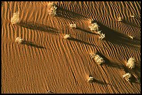 Bushes on sand dune. Canyon de Chelly  National Monument, Arizona, USA