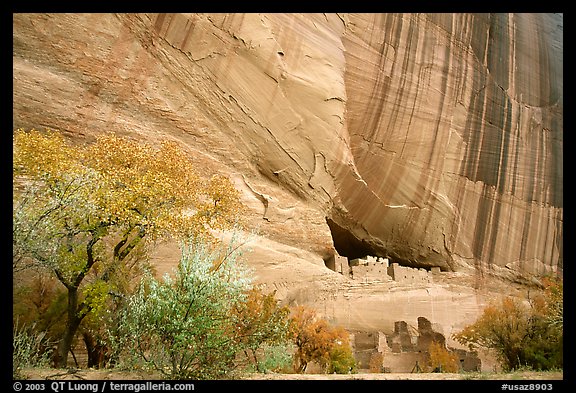 White House Ancestral Pueblan ruins with trees in fall colors. Canyon de Chelly  National Monument, Arizona, USA