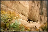 White House Ancestral Pueblan ruins with trees in fall colors. Canyon de Chelly  National Monument, Arizona, USA