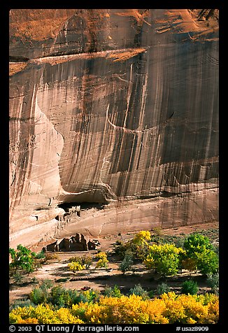 Floor of canyon with cottonwoods in fall colors and White House ruins. Canyon de Chelly  National Monument, Arizona, USA