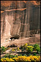 Floor of canyon with cottonwoods in fall colors and White House ruins. Canyon de Chelly  National Monument, Arizona, USA