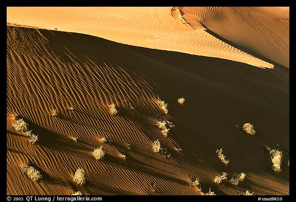 Dune patterns and bushes, early morning. Canyon de Chelly  National Monument, Arizona, USA (color)