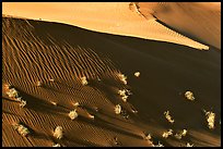 Dune patterns and bushes, early morning. Canyon de Chelly  National Monument, Arizona, USA (color)