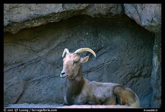 Desert Bighorn sheep, Arizona Sonora Desert Museum. Tucson, Arizona, USA (color)