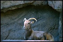 Desert Bighorn sheep, Arizona Sonora Desert Museum. Tucson, Arizona, USA ( color)