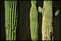 Cactus and wall, Old Tucson Studios. Tucson, Arizona, USA