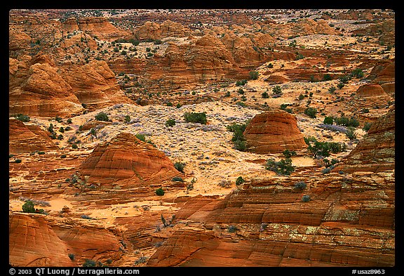 Sandstone mounds. Coyote Buttes, Vermilion cliffs National Monument, Arizona, USA (color)