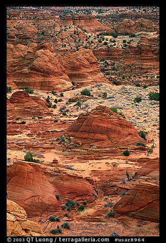 Sandstone mounds, North Coyote Buttes. Vermilion Cliffs National Monument, Arizona, USA (color)