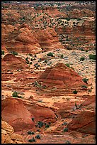 Sandstone mounds. Coyote Buttes, Vermilion cliffs National Monument, Arizona, USA ( color)