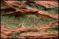 Close up of rock and lichen. Coyote Buttes, Vermilion cliffs National Monument, Arizona, USA (color)