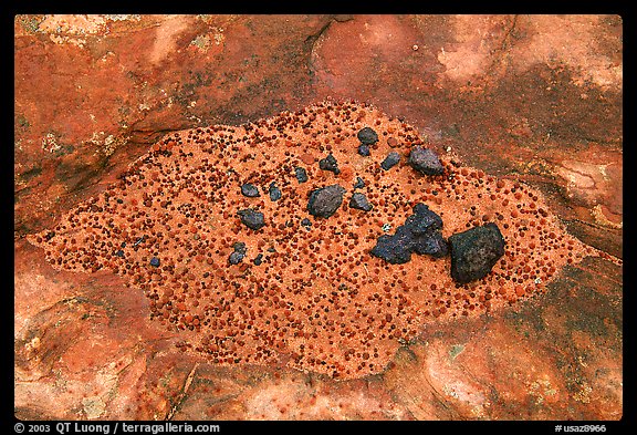 Close up of sandstone and volcanic rocks. Coyote Buttes, Vermilion cliffs National Monument, Arizona, USA (color)