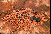 Close up of sandstone and volcanic rocks. Vermilion Cliffs National Monument, Arizona, USA ( color)