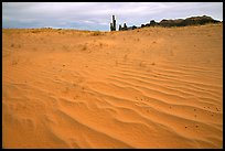 Pink sand and Yei bi Chei. Monument Valley Tribal Park, Navajo Nation, Arizona and Utah, USA (color)