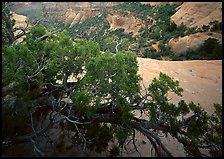 Monument Canyon view, Colorado National Monument. Colorado National Monument, Colorado, USA (color)