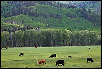 Cows in meadow and aspen covered slopes in spring. Colorado, USA (color)