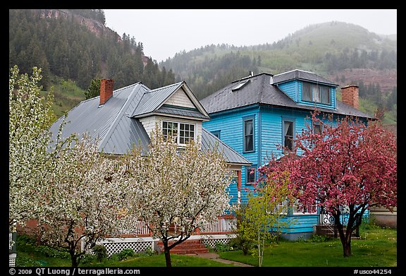 Flowering trees and houses. Telluride, Colorado, USA (color)