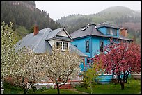 Flowering trees and houses. Telluride, Colorado, USA ( color)