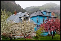 Flowering trees and houses. Telluride, Colorado, USA (color)