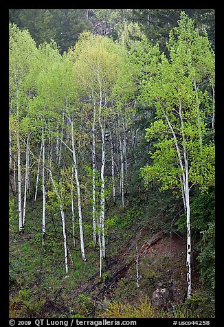 Aspen trees with new spring leaves. Colorado, USA