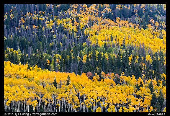 Aspens in fall foliage mixed with conifers, Rio Grande National Forest. Colorado, USA (color)