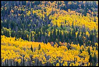 Aspens in fall foliage mixed with conifers, Rio Grande National Forest. Colorado, USA ( color)