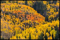 Aspens in bright fall foliage, Rio Grande National Forest. Colorado, USA ( color)