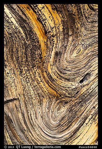 Juniper tree bark detail. Chimney Rock National Monument, Colorado, USA (color)