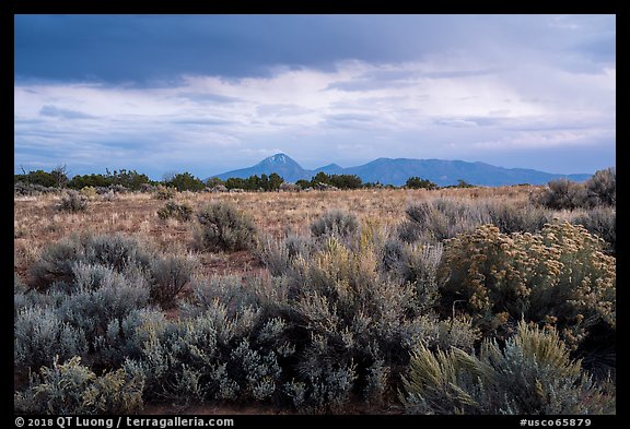 Shrubs on flats and Sleeping Ute Mountain, evening. Canyon of the Anciens National Monument, Colorado, USA (color)