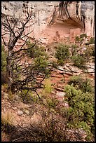 Juniper and cliff dwelling in alcove. Canyon of the Ancients National Monument, Colorado, USA ( color)