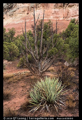 Yucca and juniper. Canyon of the Anciens National Monument, Colorado, USA (color)