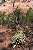 Yucca and juniper. Canyon of the Ancients National Monument, Colorado, USA ( color)