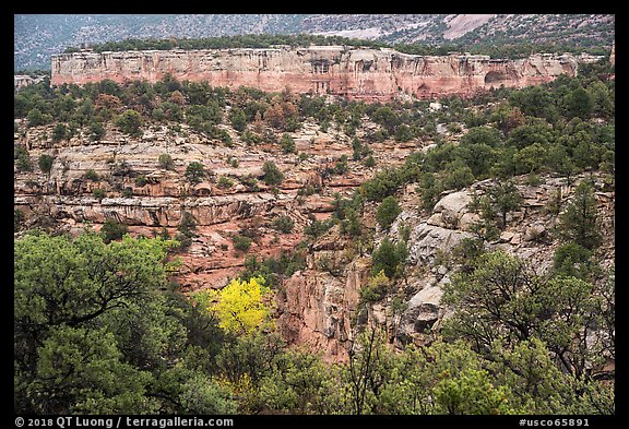 Sand Canyon with cottonwood in fall foliage. Canyon of the Anciens National Monument, Colorado, USA (color)